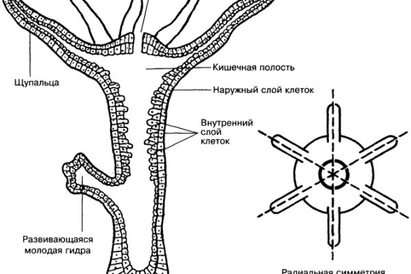 Кракен с айфона